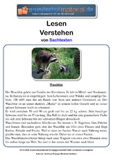 Waschbär - Sachtext.pdf